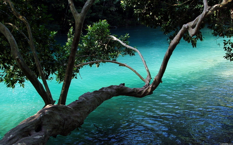 scenics - nature, no people, driftwood, tranquil scene, outdoors, water, branch, day, non-urban scene, trunk, 1080P, plant, beauty in nature, land, download hd images of nature for pc 1920x1200