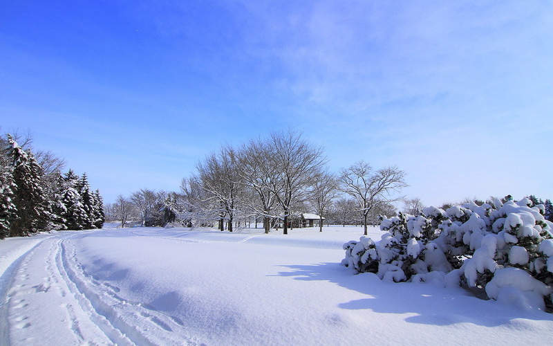download hd images of nature for pc 1920x1200, coniferous tree, winter, tranquility, environment, blue, tranquil scene, plant, scenics - nature, covering