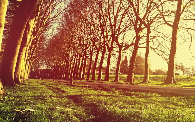 tree, day, landscape, bare tree, plant, tranquility, beauty in nature, 1080P, scenics - nature, forest, sunlight, land, nature, growth, treelined, tranquil scene
