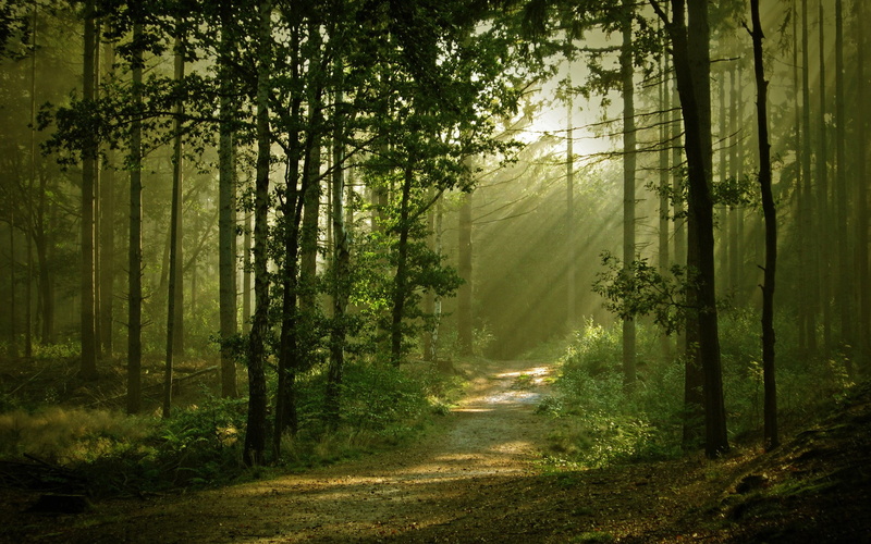 download hd images of nature for pc 1920x1200, 1080P