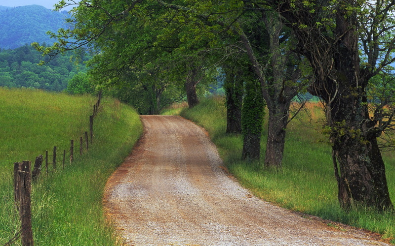 growth, long, grass, transportation, treelined, footpath, nature, land, cool background photos nature scenes 1920x1200, green color, non-urban scene, no people