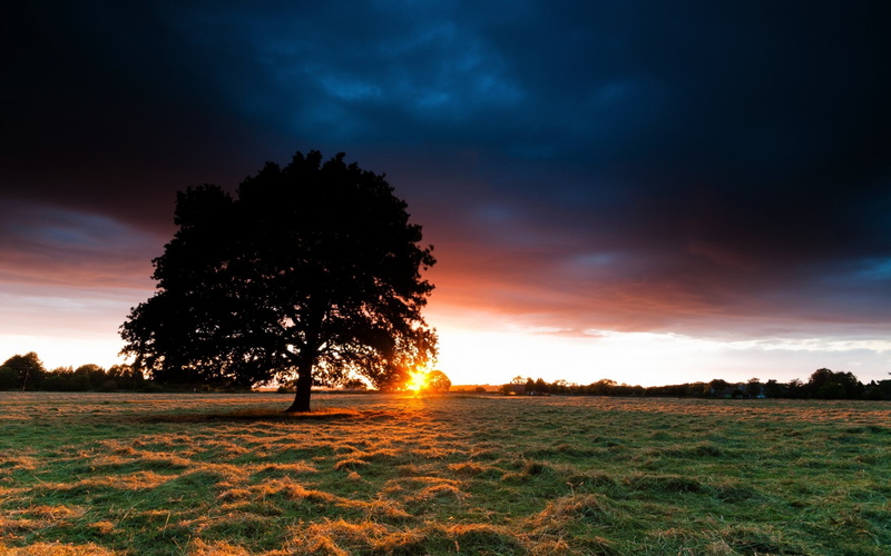 1080P, environment, plant, non-urban scene, sky, grass, land, tranquility, idyllic, landscape, tree, growth, tranquil scene, beauty in nature, silhouette