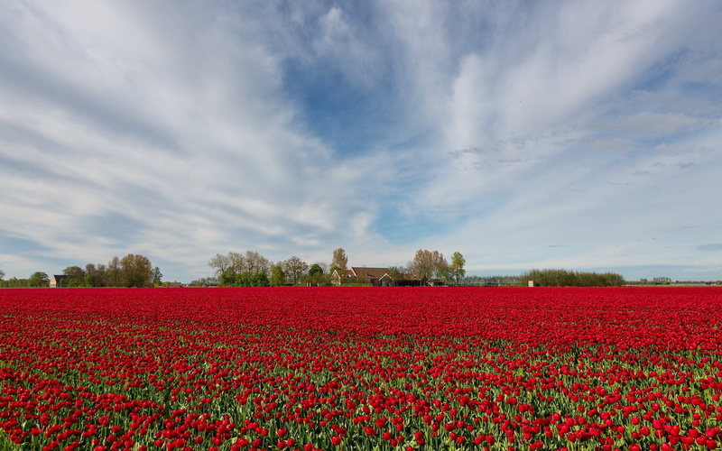 day, flowering plant, land, growth, flower, tranquil scene, nature, landscape, flowerbed, 1080P, scenics - nature, sky, red, field, rural scene, tranquility