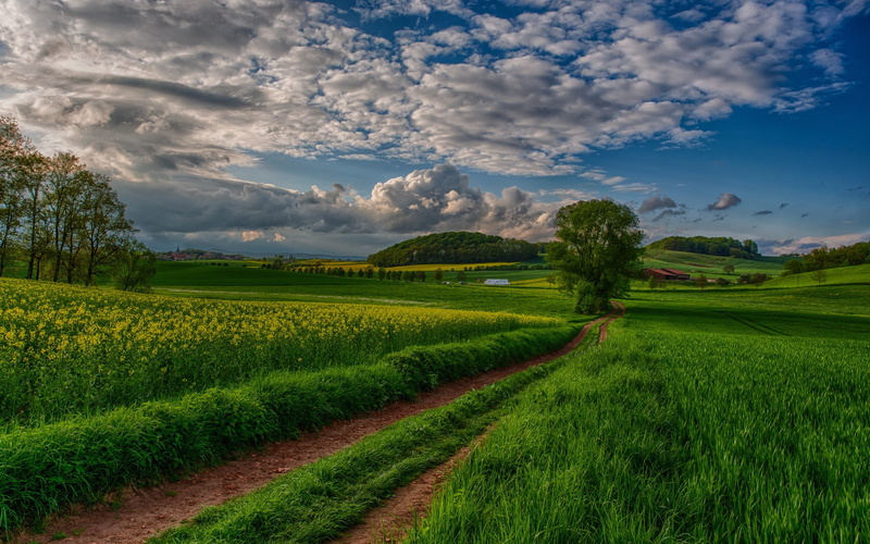 nature, green color, cloud - sky, land, tranquil scene, crop, beauty in nature, plantation, 1080P, nature  pc desktop hd pictures 1920x1200, sky, outdoors