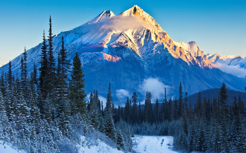 winter, snow, nature, forest, plant, nature  pc desktop hd pictures 1920x1200, no people, tranquility, non-urban scene, sky, scenics - nature, environment