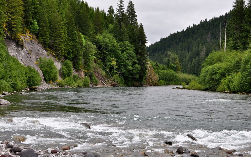 growth, scenics - nature, plant, outdoors, river, day, idyllic, non-urban scene, flowing water, 1080P, no people, water, tranquility, tranquil scene, nature
