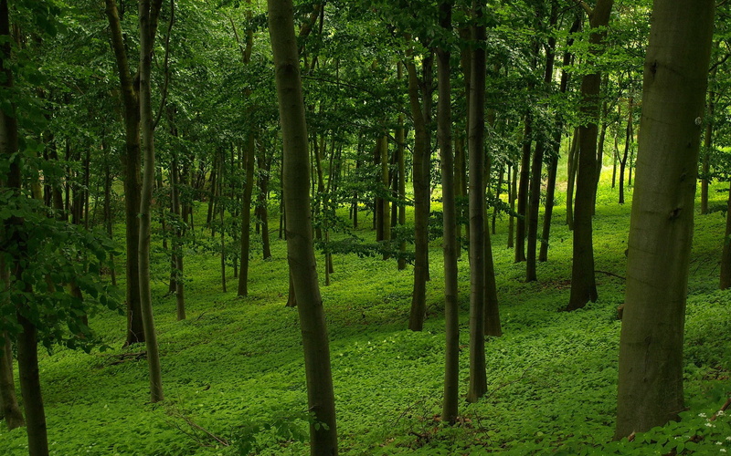 tranquility, growth, forest, tranquil scene, woodland, green color, plantation, plant, beauty in nature, scenics - nature, environment, remote, nature pictures for pc 1920x1200