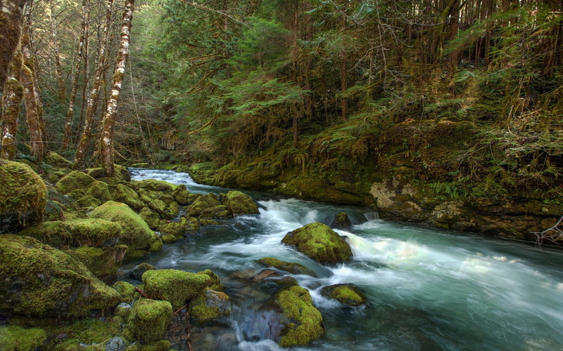 flowing, growth, plant, flowing water, long exposure, motion, water, nature, stream - flowing water, river, no people, tree, woodland, land, rock - object