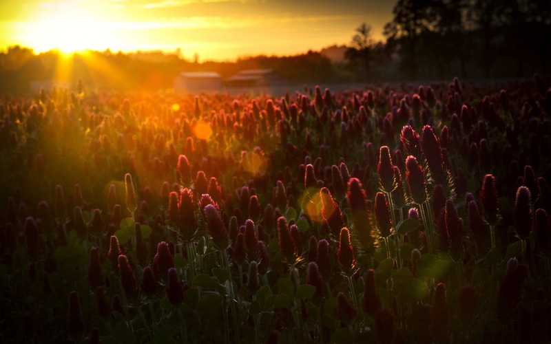 outdoors, sun, lens flare, flowering plant, flower head, no people, nature pictures for pc 1920x1200, tranquil scene, sunset, field, land, flower, beauty in nature