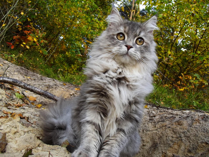 cat, lovely, 2K, cats, carisma, kiara, forest
