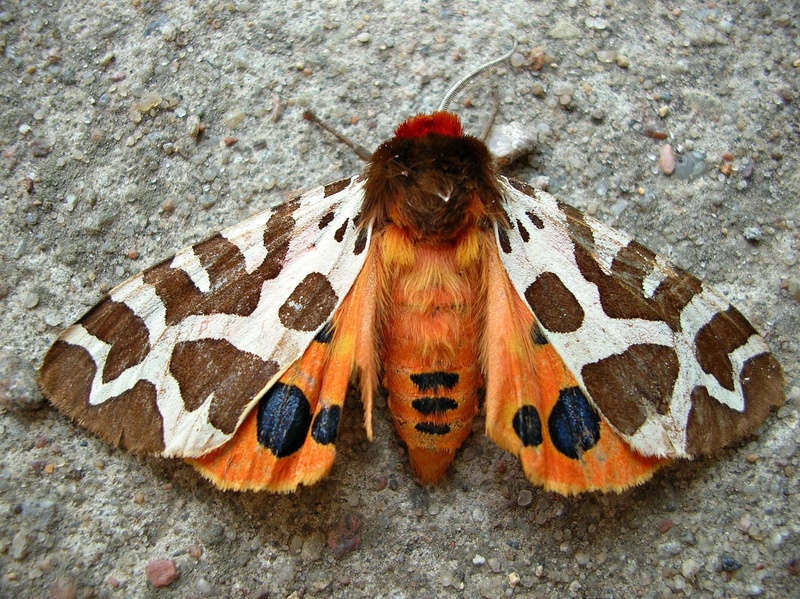 1080P, insect, animal themes, colors, animal wildlife, orange, butterfly, animal body part, nature, animals in the wild, day, animal markings, high angle view