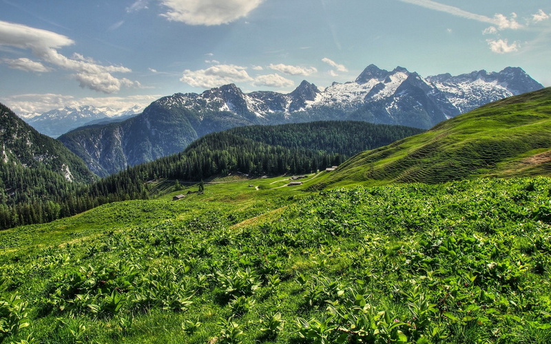 green color, 1080P, no people, nature, coniferous tree, cloud - sky, pine tree, tranquility, mountain range, land, grass, cool backgrounds nature 1920x1200
