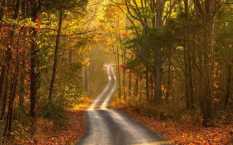 nature hd picture for pc 1920x1200, woodland, tranquility, the way forward, sunlight, non-urban scene, plant, land, road, no people, change, tranquil scene