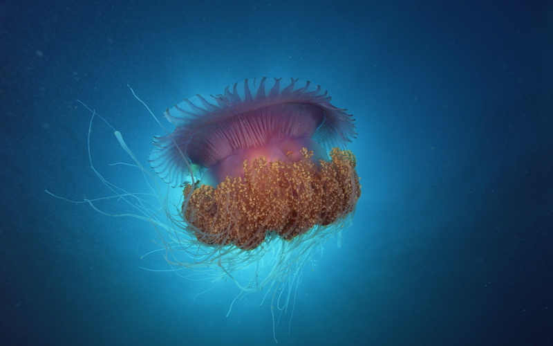 sea, jellyfish, 1080P, under