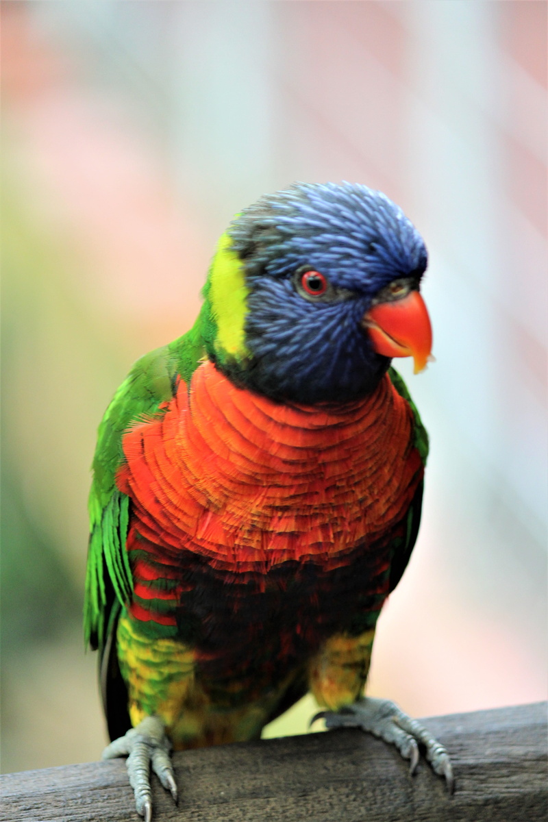 nature, colourful, outdoors, bird, one animal, rainbow lorikeet, day, close-up, branch, 5K, perching, redeye, lorry, multi colored, full length, animals in the wild