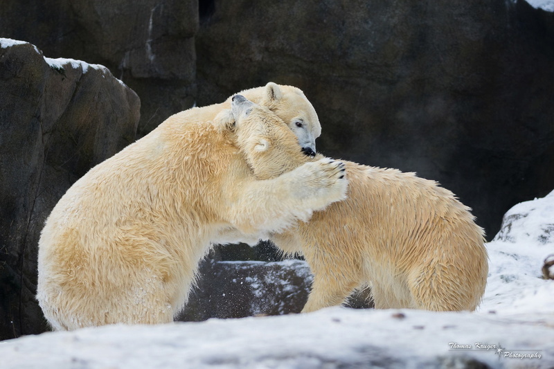 rocks, snow, 1080P, pair, polar bears, disassembly, winter, the game, zoo, predators, fight
