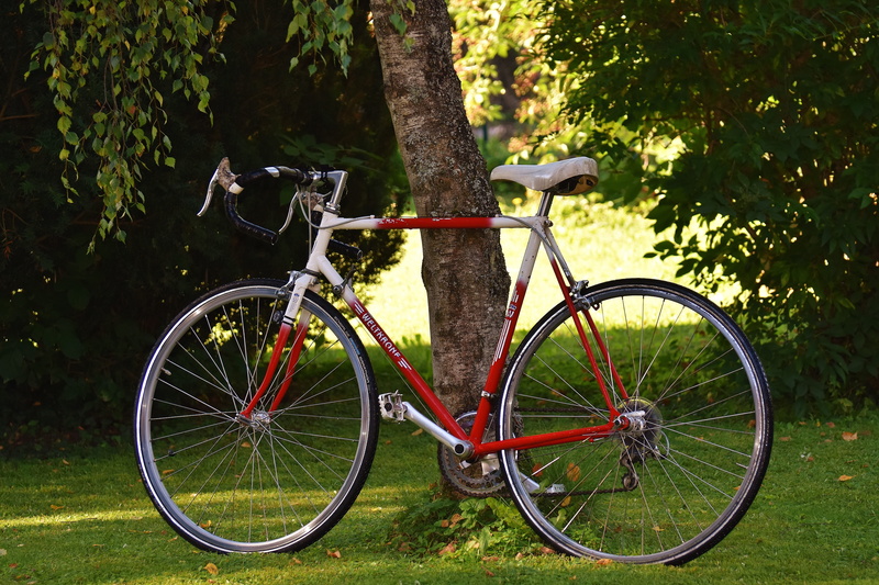 growth, day, leisure, sport, tree trunk, outdoors, green color, grass, bike ride, park, tree, environment, bicycle tour, no people, wheel, nature, bicycle
