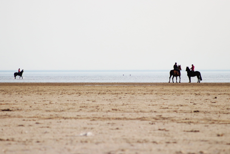 day, land, nature, women, horizon over water, togetherness, evening, reiter, horses, beauty in nature, beach, ride, water, sand, seahorses, pony, leisure activity