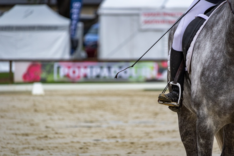 jumper, cavalry, pets, equine, pompadour, day, standard, pure-blood, vertebrate, no people, mammals, animals, nature, mammal, dressage, western, animal head