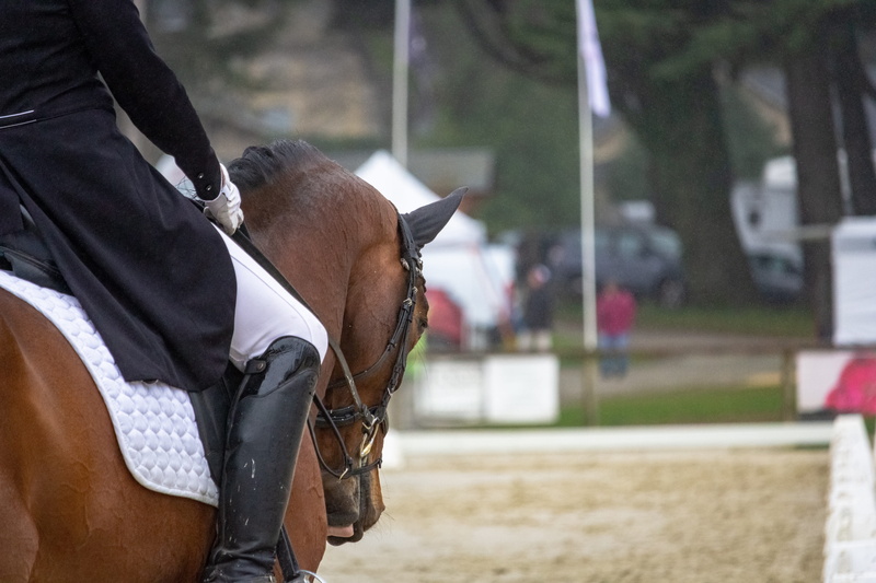 jumper, gallop, outdoors, western, chivalry, equestrian, hippologie, foal, horse, knight, mane, animals, nature, animal head, jockey, mammal, livestock
