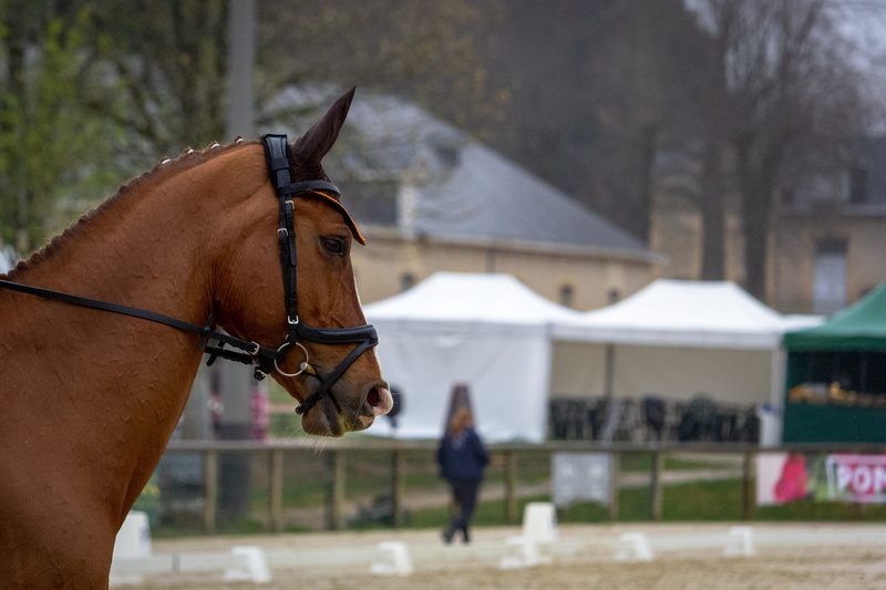 animal, animals, chivalry, gallop, standard, foal, knight, hippodrome, pets, incidental people, outdoors, animal wildlife, mane, focus on foreground, mare