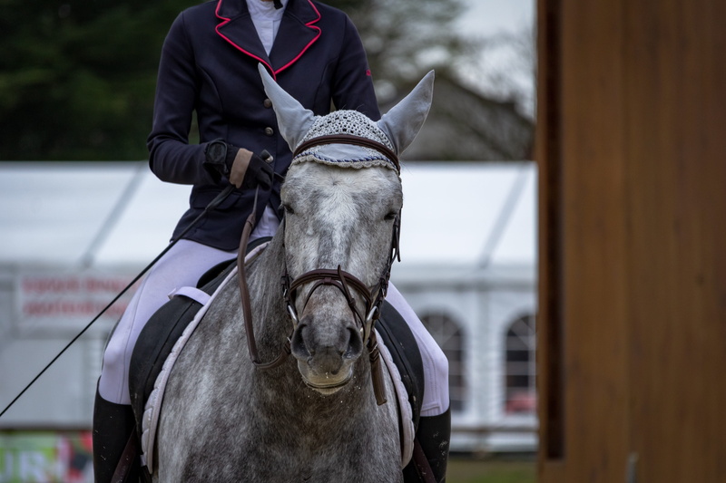 dressage, equestrian, activity, real people, mammals, animals, day, working animal, animal, pure-blood, western, mane, horse, horseback riding, pets, herbivorous