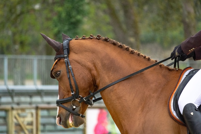 animal themes, pets, hippologie, chivalry, bridle, equestrian, horses, animals, working animal, brown, domestic animals, pure-blood, outdoors, jumper, focus on foreground