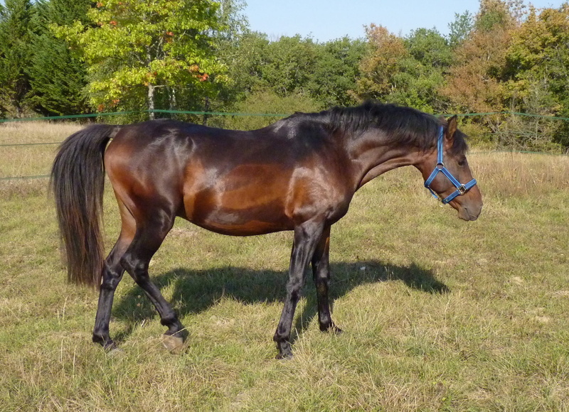 vertebrate, day, horseback riding, 1080P, stallion, breeding horses, mane, animal wildlife, standard, Arab, meadow, thoroughbred Horse, field, Blood, prairie