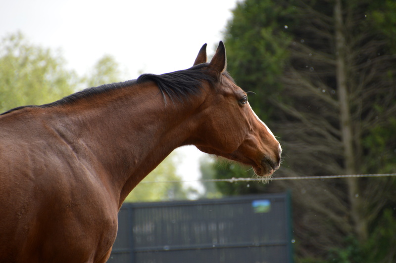 herbivore, herbivorous, hotblood, focus on foreground, mammal, animal pen, brown, riding stable, cavalry, animal body part, one animal, side view, vertebrate