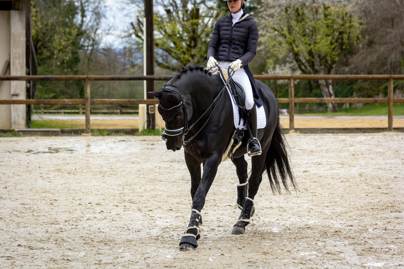 day, animal themes, equestrian, livestock, standard, one person, equine, working animal, mammals, horse, outdoors, mammal, pompadour, animal, horses, dressage