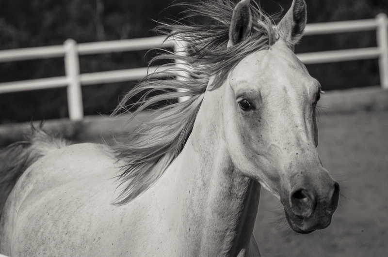 livestock, vertebrate, pure-blood arab, day, horses, grayscale, Equine, white horses, mane, animal wildlife, horse, no people, animal pen, animal body part