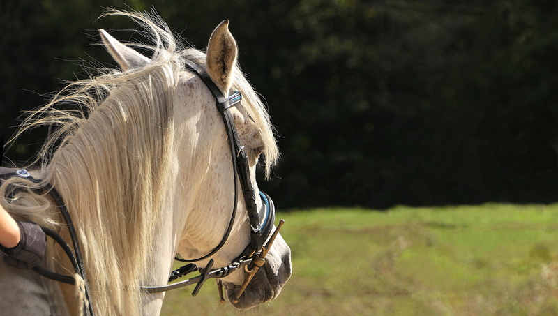herbivorous, pure arab blood, nature, day, equine, domestic animals, livestock, focus on foreground, pets, white, near, one animal, working animal, domestic