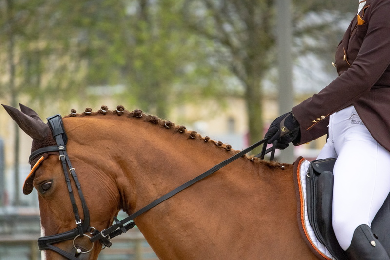 livestock, standard, mare, western, foal, working animal, focus on foreground, jumper, animal themes, equestrian, equine, mammal, horses, cavalry, hippodrome