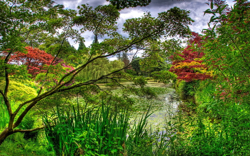 tranquil scene, green color, beauty in nature, day, idyllic, 1080P, plant, lake, outdoors, forest, reflection, change, tree, tranquility, scenics - nature