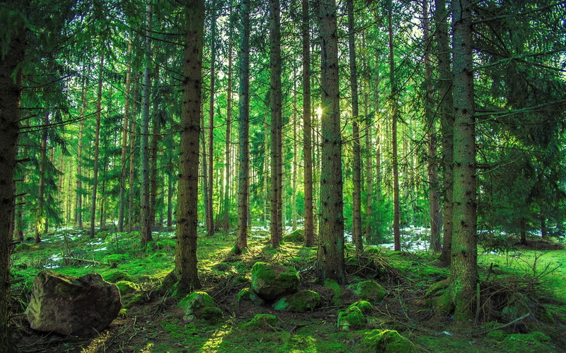 tranquil scene, plant, nature, scenics - nature, lush foliage, day, streaming, non-urban scene, bamboo - plant, forest, woodland, 1080P, desktop backgrounds  nature 1920x1200