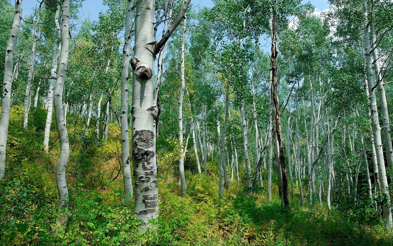 1080P, tree, no people, green color, bamboo - plant, woodland, tranquility, nature  for desktop background 1920x1200, forest, scenics - nature, non-urban scene