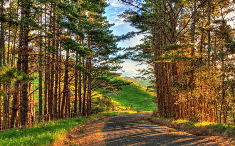 transportation, nature, 1080P, tree trunk, the way forward, day, tranquility, woodland, scenics - nature, tree, direction, change, growth, outdoors, diminishing perspective