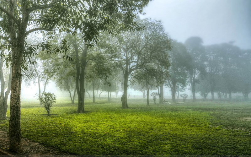 green color, tree, nature screen backgrounds 1920x1200, land, no people, beauty in nature, outdoors, plant, field, nature, 1080P, day, tranquil scene