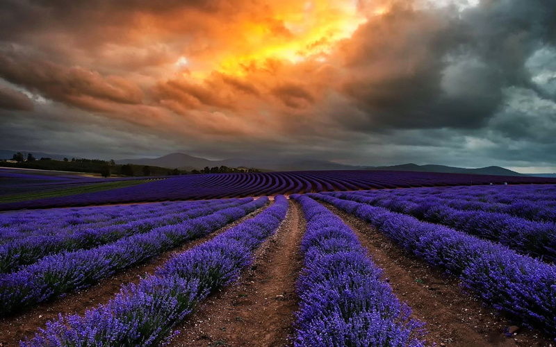 sunset, tranquility, tranquil scene, cloud - sky, plant, flowerbed, flowering plant, environment, nature, no people, scenics - nature, beauty in nature