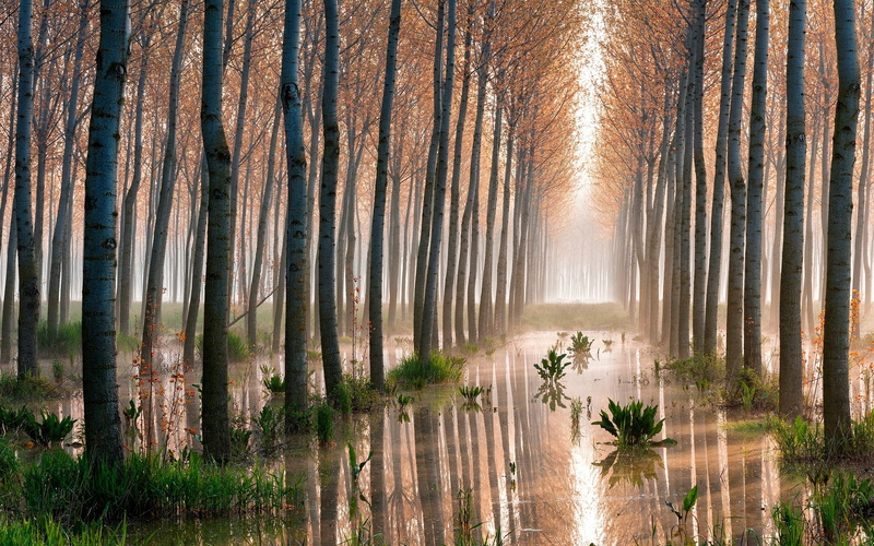 1080P, nature screen backgrounds 1920x1200