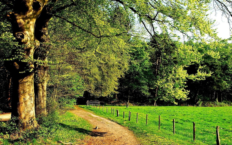 green color, scenics - nature, grass, boundary, beauty in nature, no people, barrier, trunk, tree, nature, tranquil scene, day, tree trunk, land, 1080P