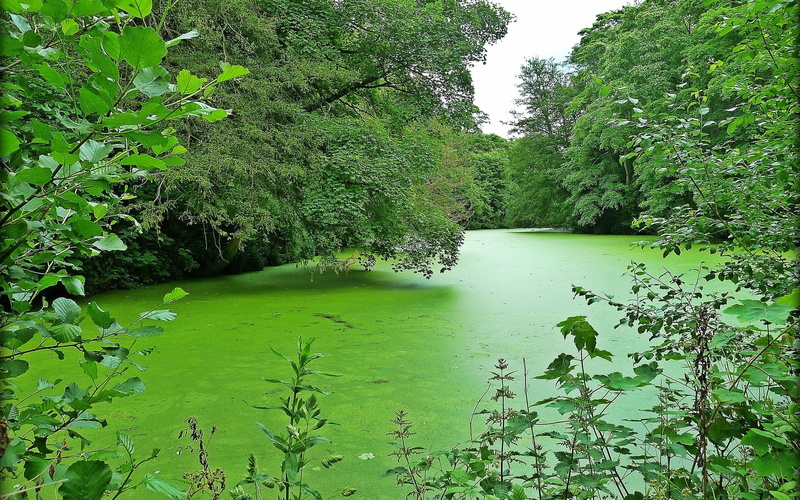 computer desktop backgrounds hd nature 1920x1200, green color, growth, beauty in nature, outdoors, tranquil scene, day, tree, foliage, nature, leaf, floating on water