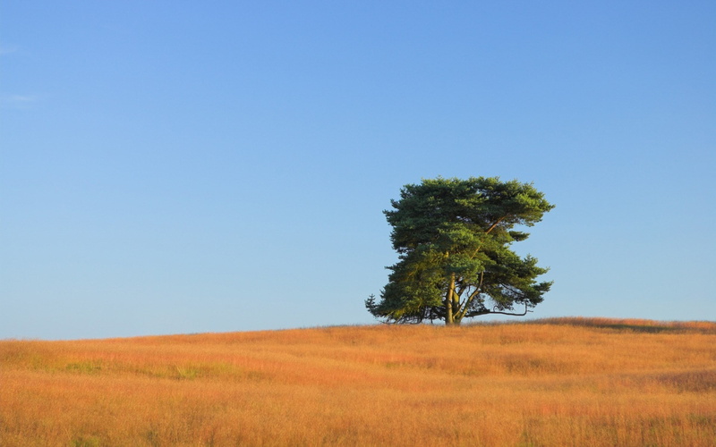 blue, beauty in nature, day, scenics - nature, prairie, non-urban scene, landscape, environment, background hd nature pics 1920x1200, outdoors, grass, copy space