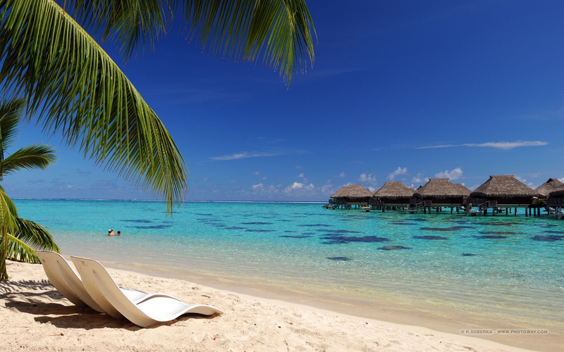 palm tree, 720P, outdoors, no people, luxury, water, blue, tranquil scene, idyllic, tropical climate, tree, beauty in nature, scenics - nature, nature