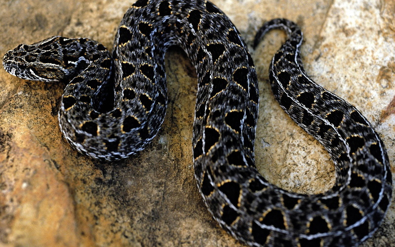 ultra hd, 4K, snake, 1920x1200, 1080P, reptile, animals