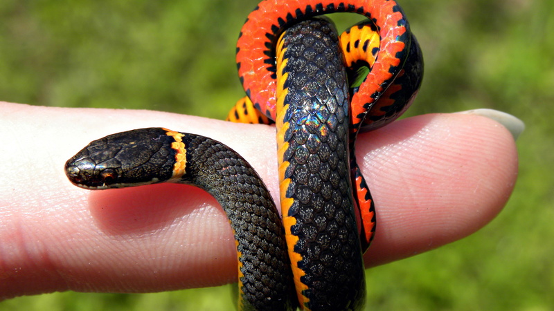 Snake s, ultra, reptile, 3840x2160, 4K, animals, snake, hd