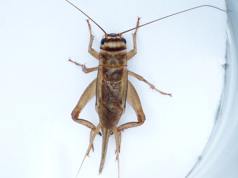 body part, one animal, limb, acheta domestica, nature, animal insect, probe, insect, animal body part, studio shot, animal, gryllidae, animal wildlife