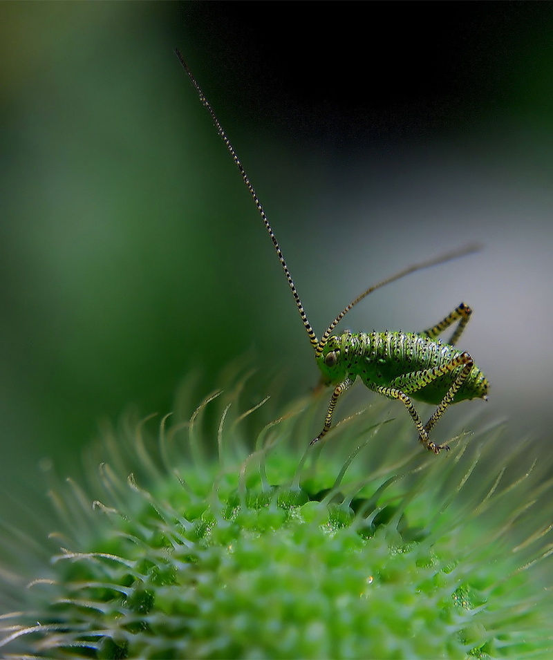 animal, leptophyes punctatissima, cricket, plant part, leaf, insect, animal themes, beauty in nature, day, ensifera, grasshopper, dotted, photography, no people