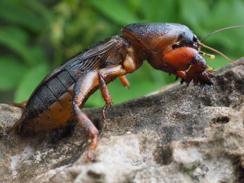 mole, solid, grasshopper, day, animal, 4K, zwergel, one animal, stridulation, long probe shrink, close-up, cricket, zoology, rock, gray, european mole cricket