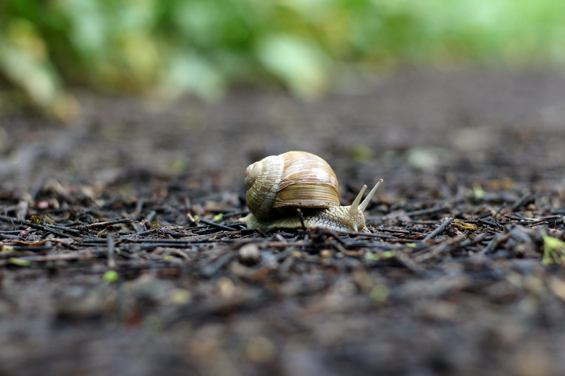 selective, boredom, shell, forest, crawling, animal body part, one animal, animal wildlife, close-up, gastropod, mollusk, snail, focus, day, animal shell